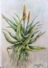 "Aloe Africana - Uitenhage Aloe"