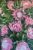 "Cape Proteas"