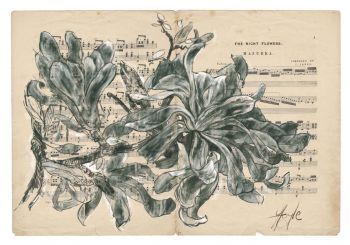 "Latent Vestiges - Wild Magnolia"