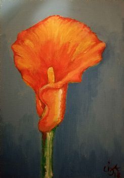"Single Orange Calla Lily"
