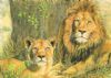 "Lion and Mate"