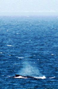 "Whale Watching"