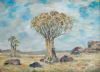 "Quiver Tree at Pofadder"