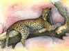 "Leopard at Sunset on Branch"