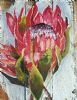 "Proteas"