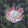 "Famous King Protea"