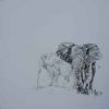 "Elephants Misty"