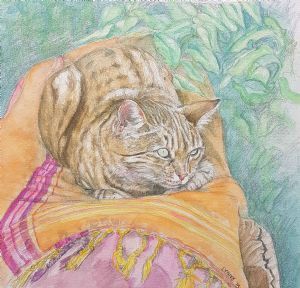 "Kikoi Cat"