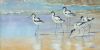 "Avocets"