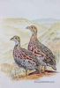 "Shelley's Francolin"