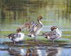 "Pintail Ducks"
