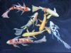 "Koi "