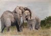 "Elephants: Old Friends"