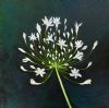 "The Agapanthus Star of Bethlehem "