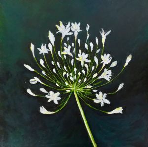 "The Agapanthus Star of Bethlehem "