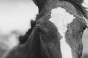 "Horse Close Up Black & White"