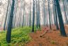 "Trees 1"