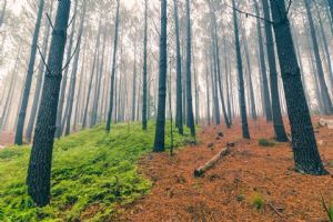 "Trees 1"