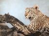 "A View of the Letaba"