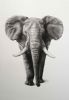 "African Elephant"
