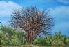 "Boabab Tree"