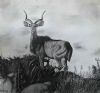 "Kudu"