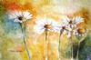 "Veld Daisies on Braille"