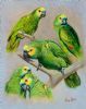 "Turquoise- Fronted Amazon Parrots"