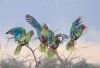 "Wild and Free, Cuban Parrots"