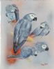 "African Grey Parrot Studies"