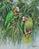 "Cuban Amazon Parrots"