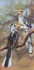"Yellow-Billed Hornbills"