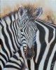 "Zebra with Oxpecker"