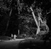 "Dreaming in a Forest B&W Series"