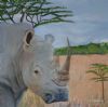 "Rhino"