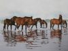 "Botriver Wild Horses"