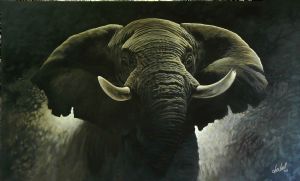 "Arnaud's Elephant Bull"