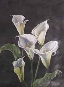 "White Arum Lilies"