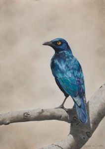 "Cape Starling"