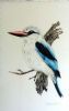 "Woodland Kingfisher "