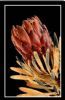 "Boxed Protea Flower"