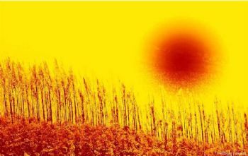 "Golden Sunset"