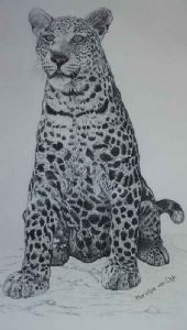 "Leopard watching"