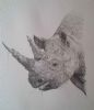 "The Black Rhino"