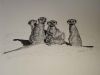"Stokstertmeercats"
