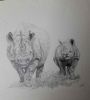 "The Black Rhino and baby"