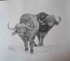 "Two Buffalos"