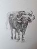 "Makanyane Buffalo"