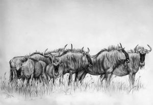 "Wildebeests"