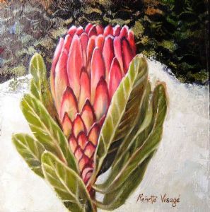 "Pink Protea, SA National Flower, Lace Detail"